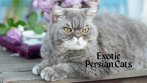 Exotic Persian Cats