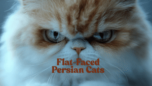 Flat-Faced Persian Cats