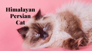 Himalayan Persian Cat