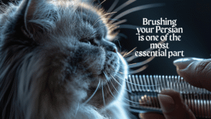 How to Groom a Persian Cat