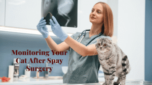Monitoring cat after spay