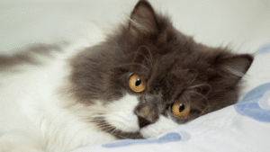 Persian Cat Coat Types