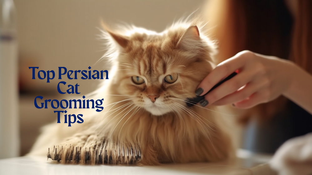 Persian Cat Grooming