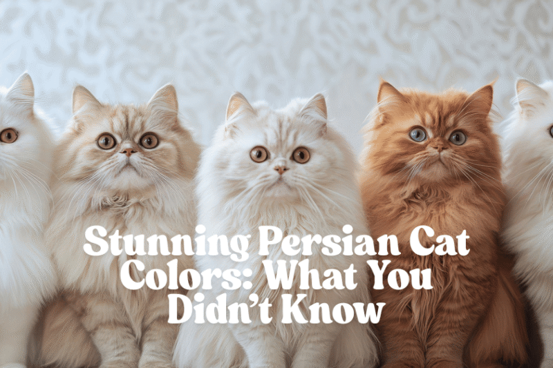 Stunning Persian Cat Colors: What You Didn’t Know