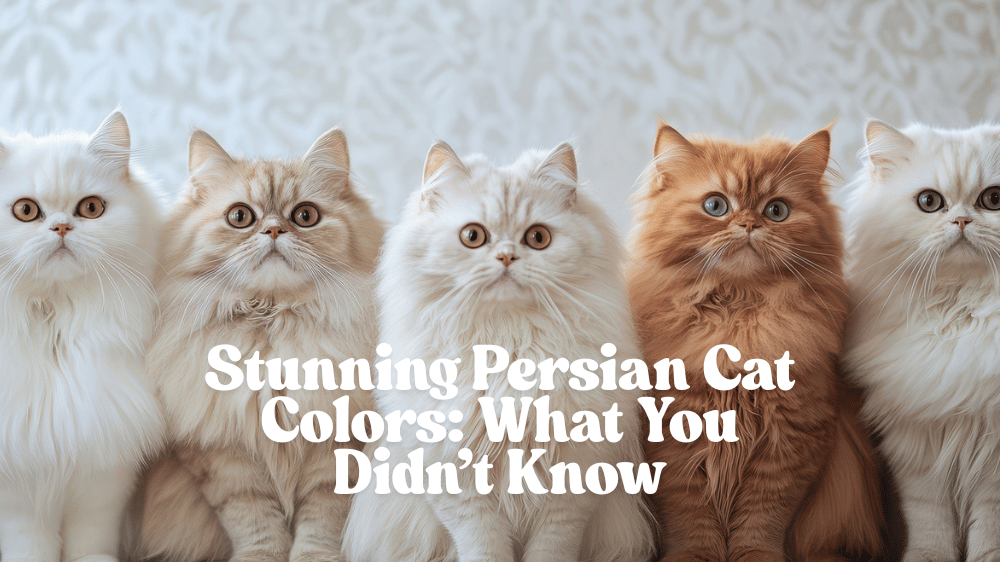 Persian cat colors