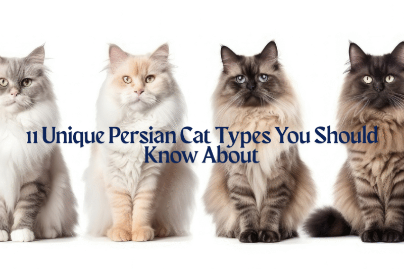 11 Unique Persian Cat Types That You Should Know About