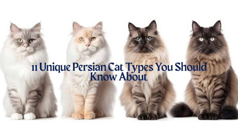 Persian cat types