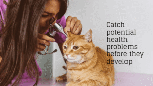 Pet injury prevention