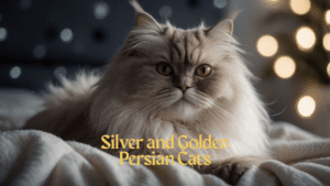 Silver and Golden Persian Cats