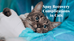 Spay recovery complications in cats