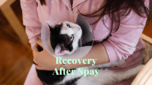 Spay recovery for cats