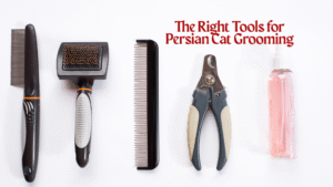 Tools for Persian Cat Grooming