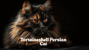 Tortoiseshell Persian Cat