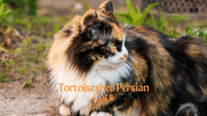 Tortoiseshell Persian Cats
