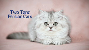 Two-Tone Persian Cats