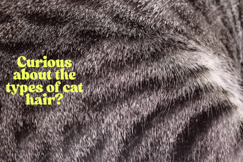 Types of Cat Hair: Understanding Your Cat’s Unique Coat