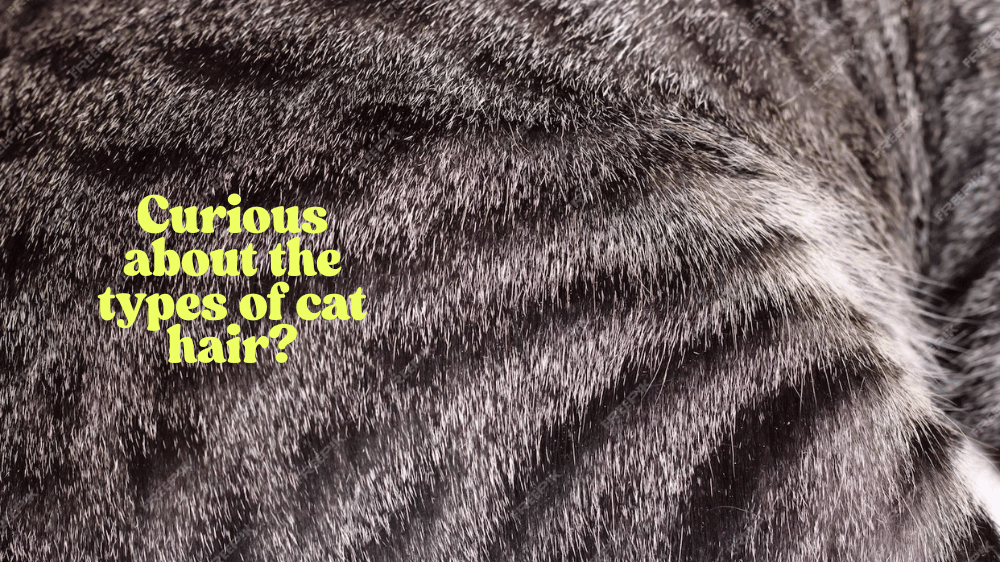 Types of Cat Hair