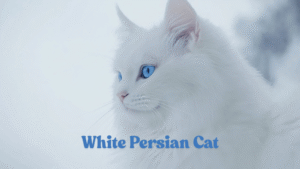 White Persian Cat