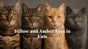 Yellow eyes and amber eyes