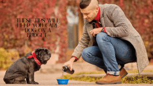 adopt a cheap dog