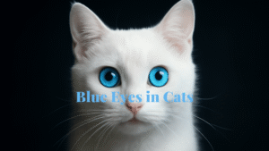blue eyes in cats