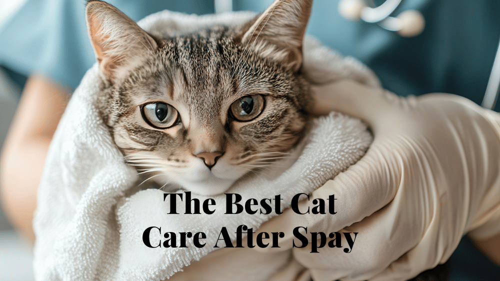 cat care after spay-1