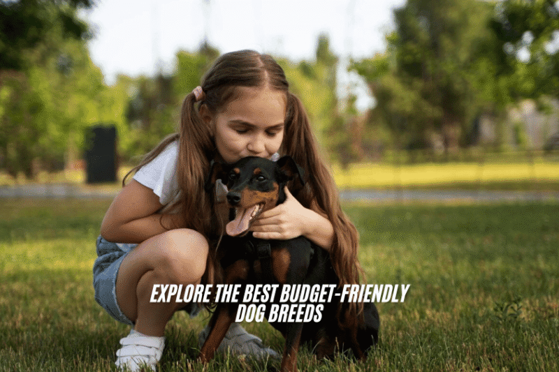 Cheap Dogs: What to Consider Before Adopting One