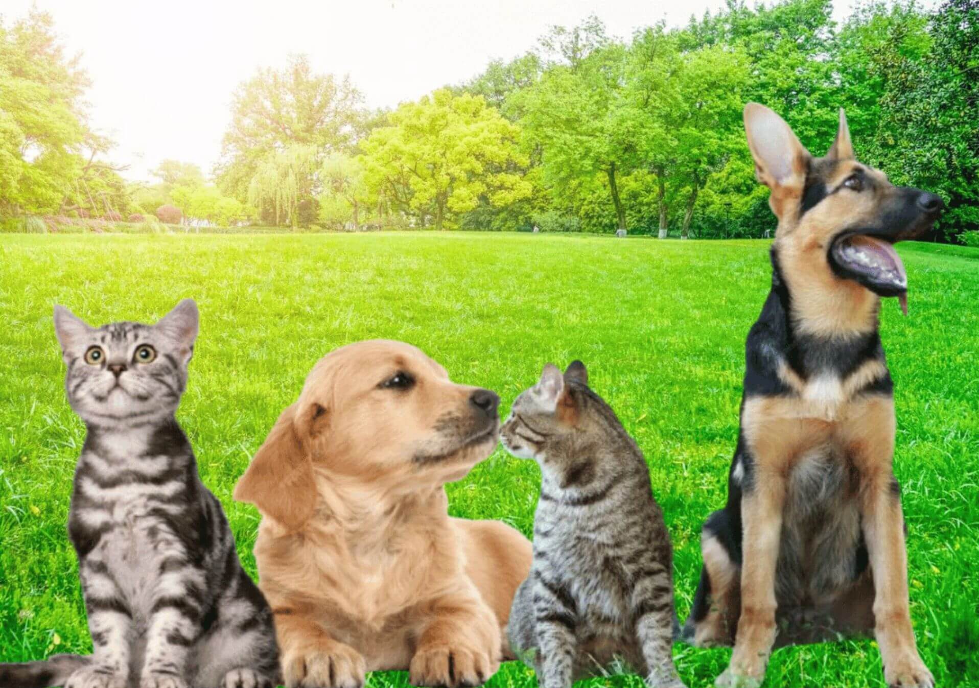 Pet76 Header Banner