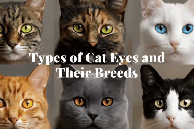 8 Unique Types of Cat Eyes and Their Breeds