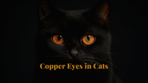 types of cat eyes