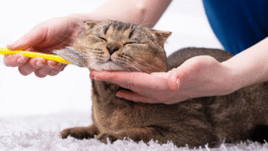 Cat Grooming Tips