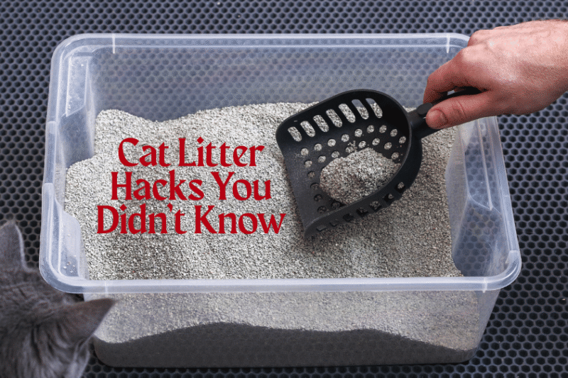 Cat Litter Hacks You Didn’t Know You Needed