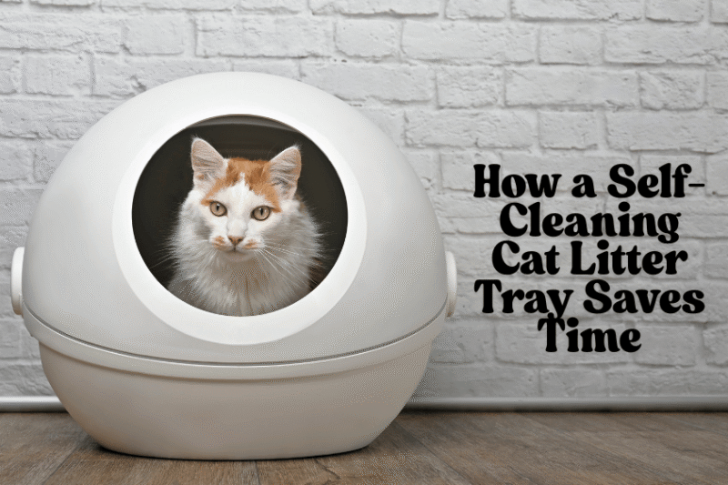 Cat Litter Tray That Makes Cleaning Effortless