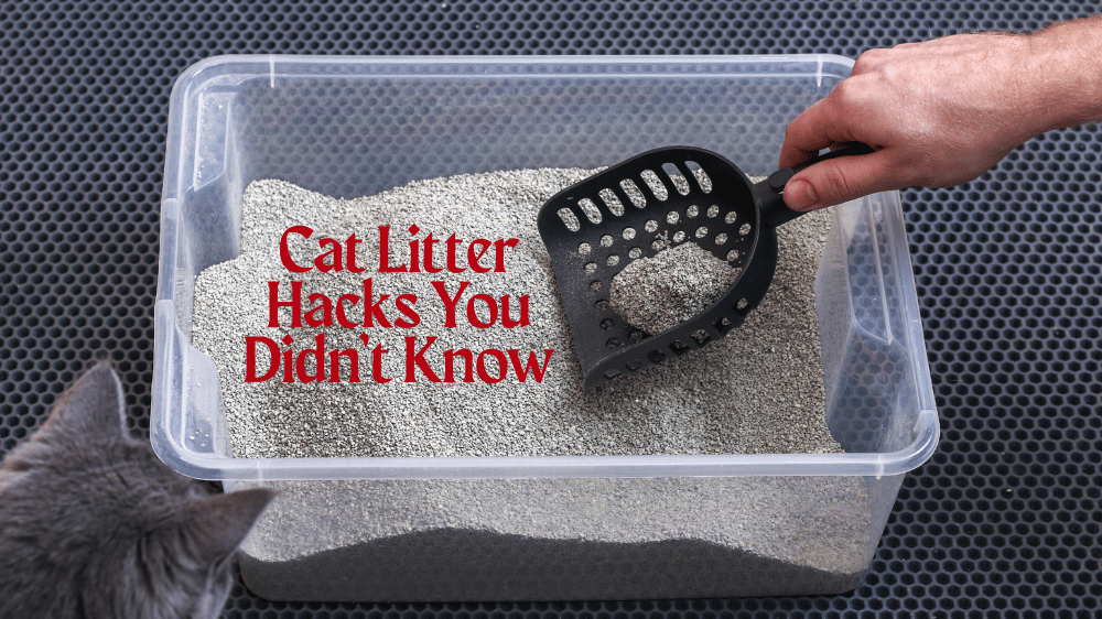 Cat Litter