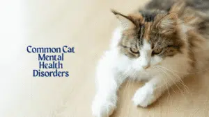 Cat Mental Health Disorders