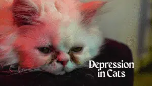 Depression in Cats