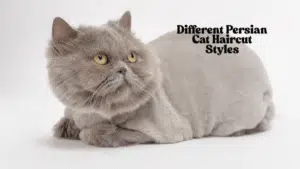 Different Persian Cat Haircut Styles