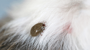 Flea Infestation and Hair Loss