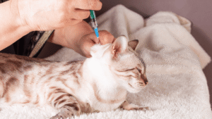 Flea Prevention for Cats