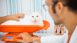 Healthy Cat Weight Chart