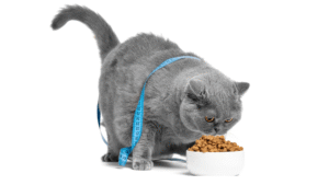 Healthy Cat Weight Chart-2