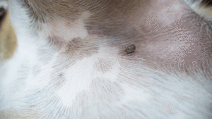 How to Spot Fleas on Cats