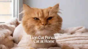 Lion Cut Persian Cat