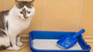 Litter Box Tips