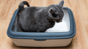 Low-maintenance cat litter box