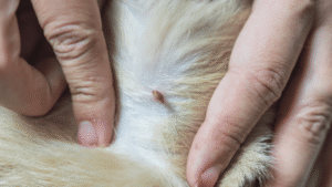 Managing Flea Bites and Hair Loss