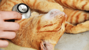 Managing Pet Health Issues