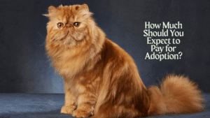 Persian Cat Price