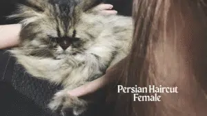 Persian Haircut Female
