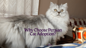 Persian cat adoption-1